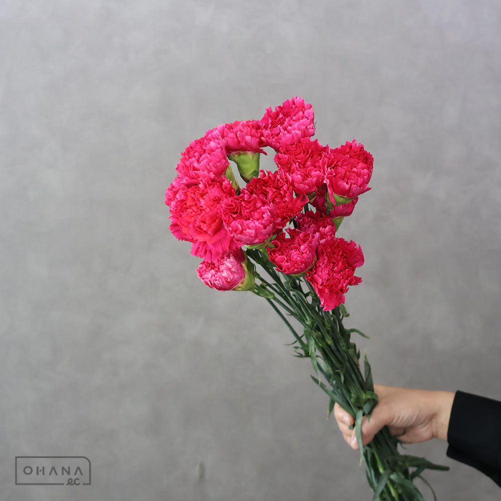 カーネーション/Parakeet&Ghost(Deluxe Edition) backend=imagemagick;version=1;