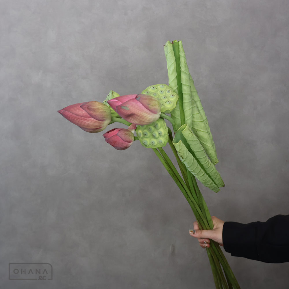 蓮 花・実・巻葉セット　大