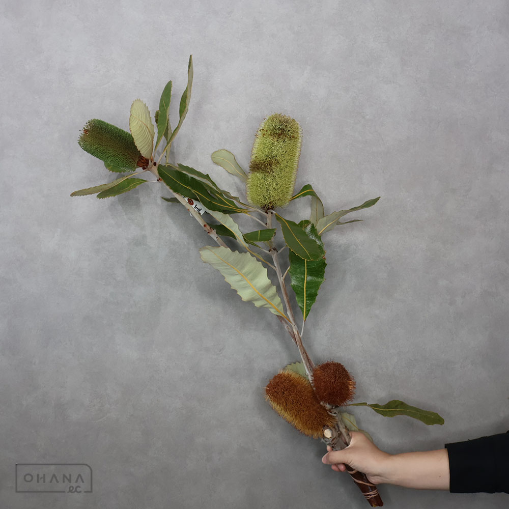 ネイティブフラワー | お花の仕入れならOHANAec