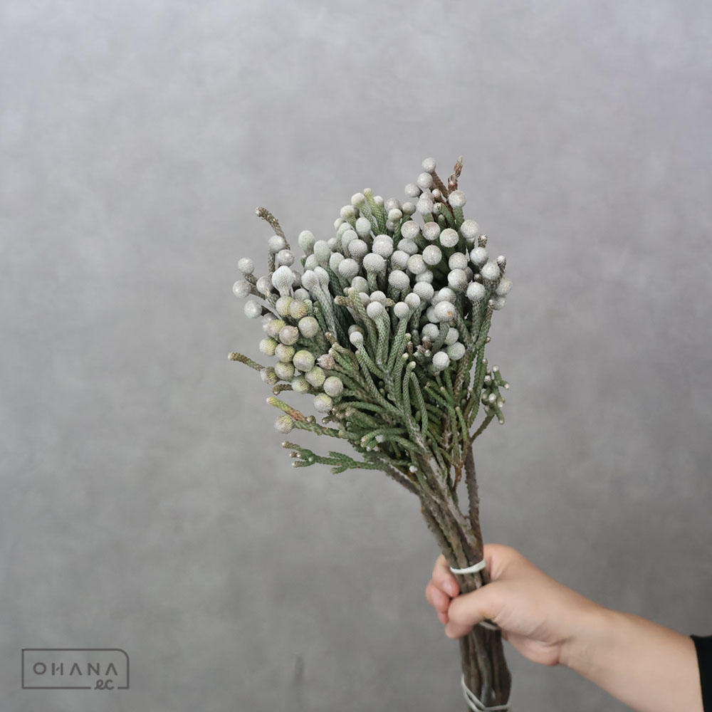 ネイティブフラワー | お花の仕入れならOHANAec