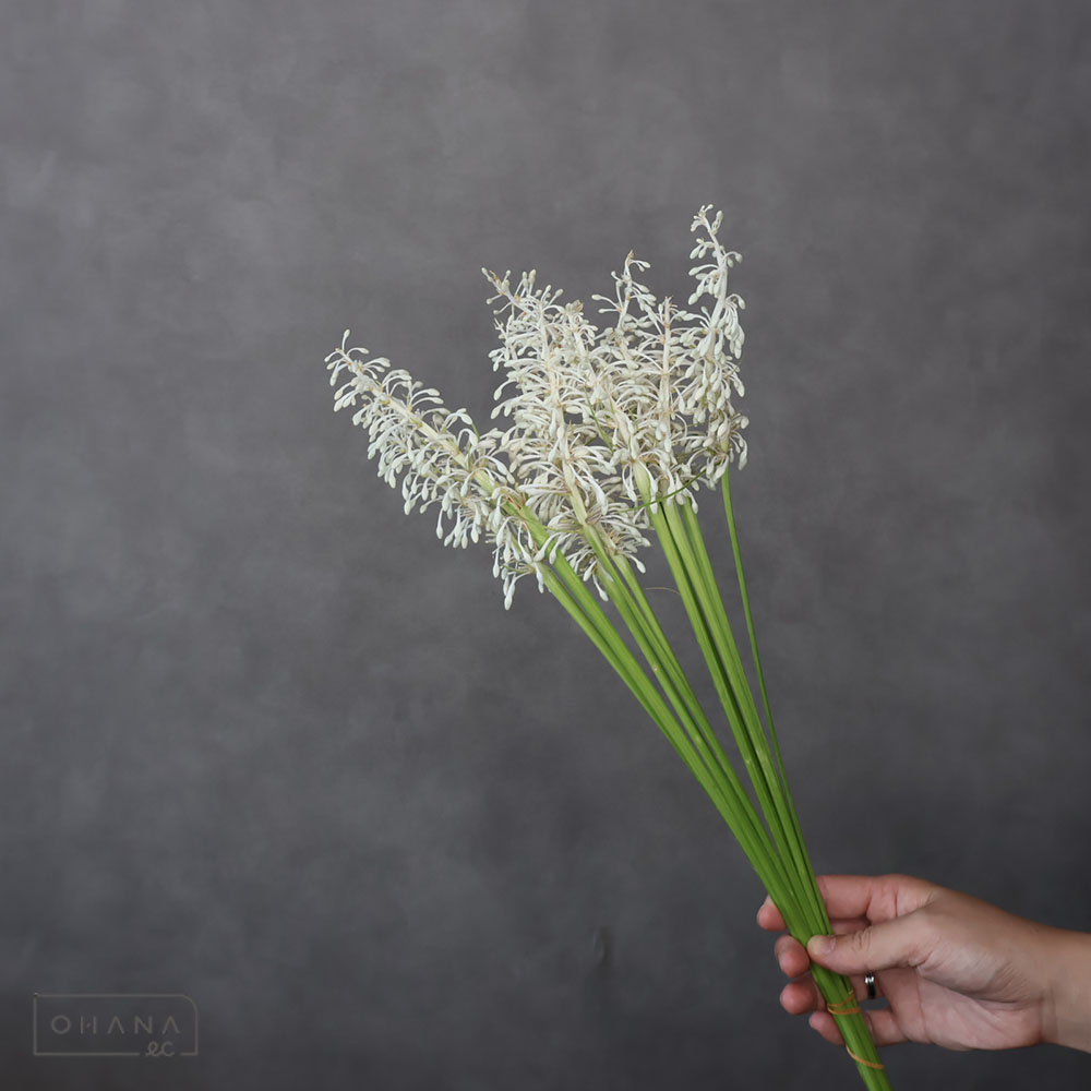 玉竜 ※古い花、落ちあり　60-50CM