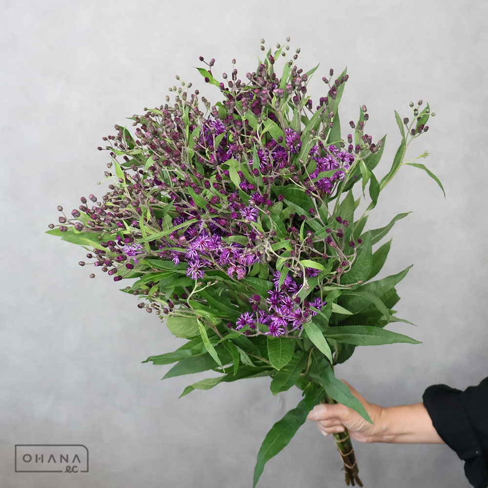 バーノニア ヴェルノニア　秀Ｌ70CM