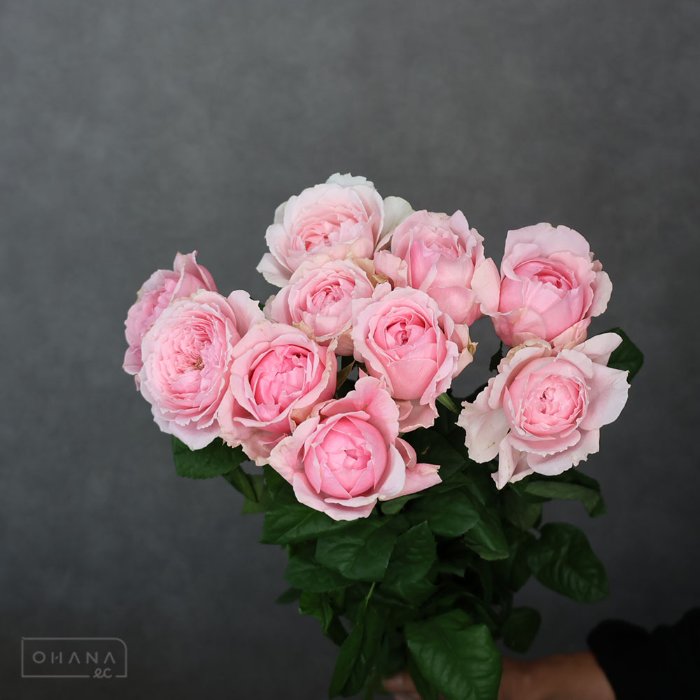 ばらエレガント9 ばらエレガント9