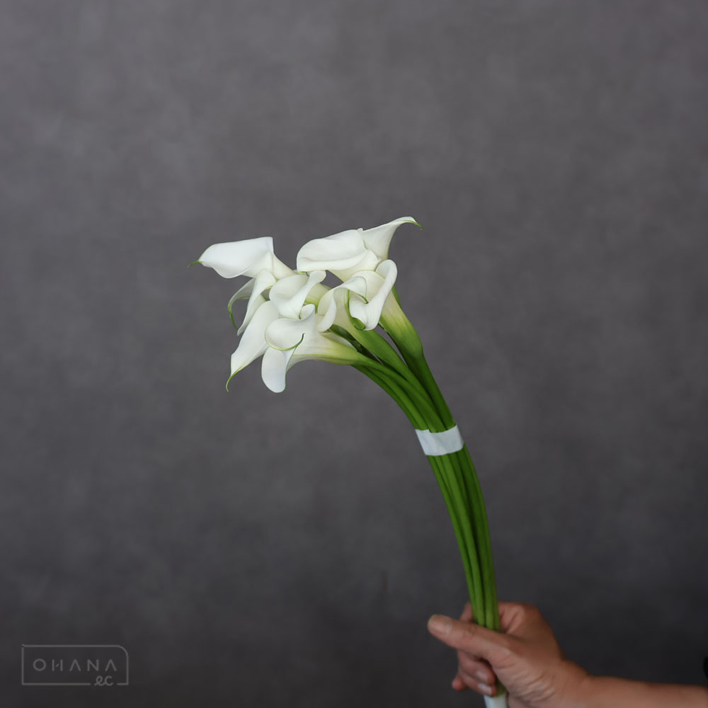 カラー キャプテンベンチュラ　Ａ40CM