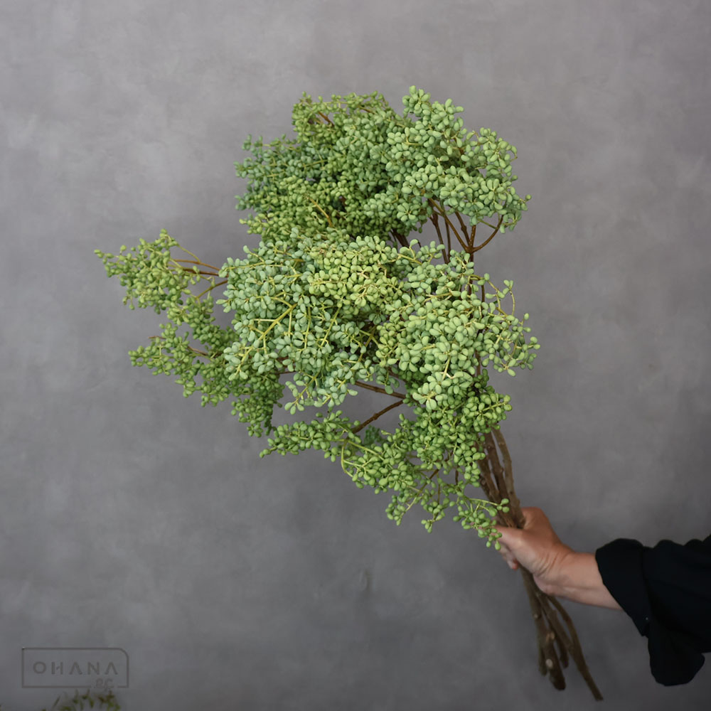 イボタ ネズミモチ ※5本束　75CM