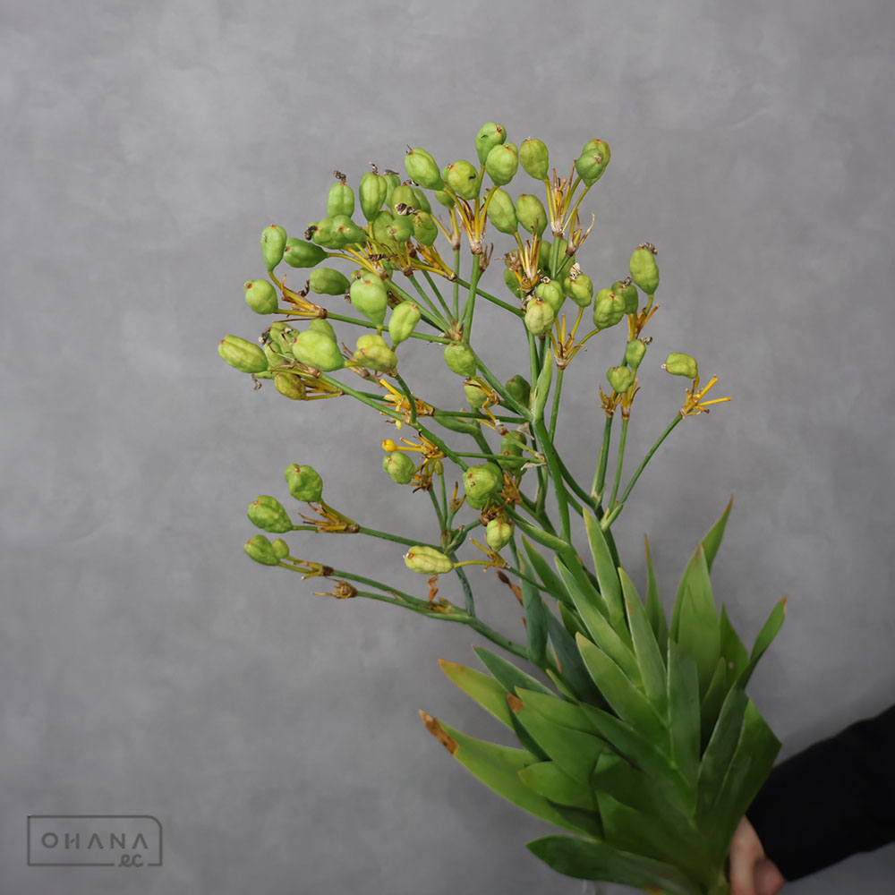 キャンディーリリー　70cm 大