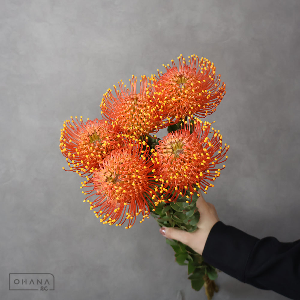 ピンクッション　ゴールドダスト　60cm  ※5本束