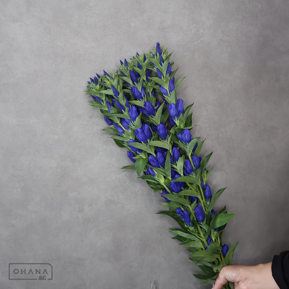 リンドウ　いわて夢のぞみ　優 75cm