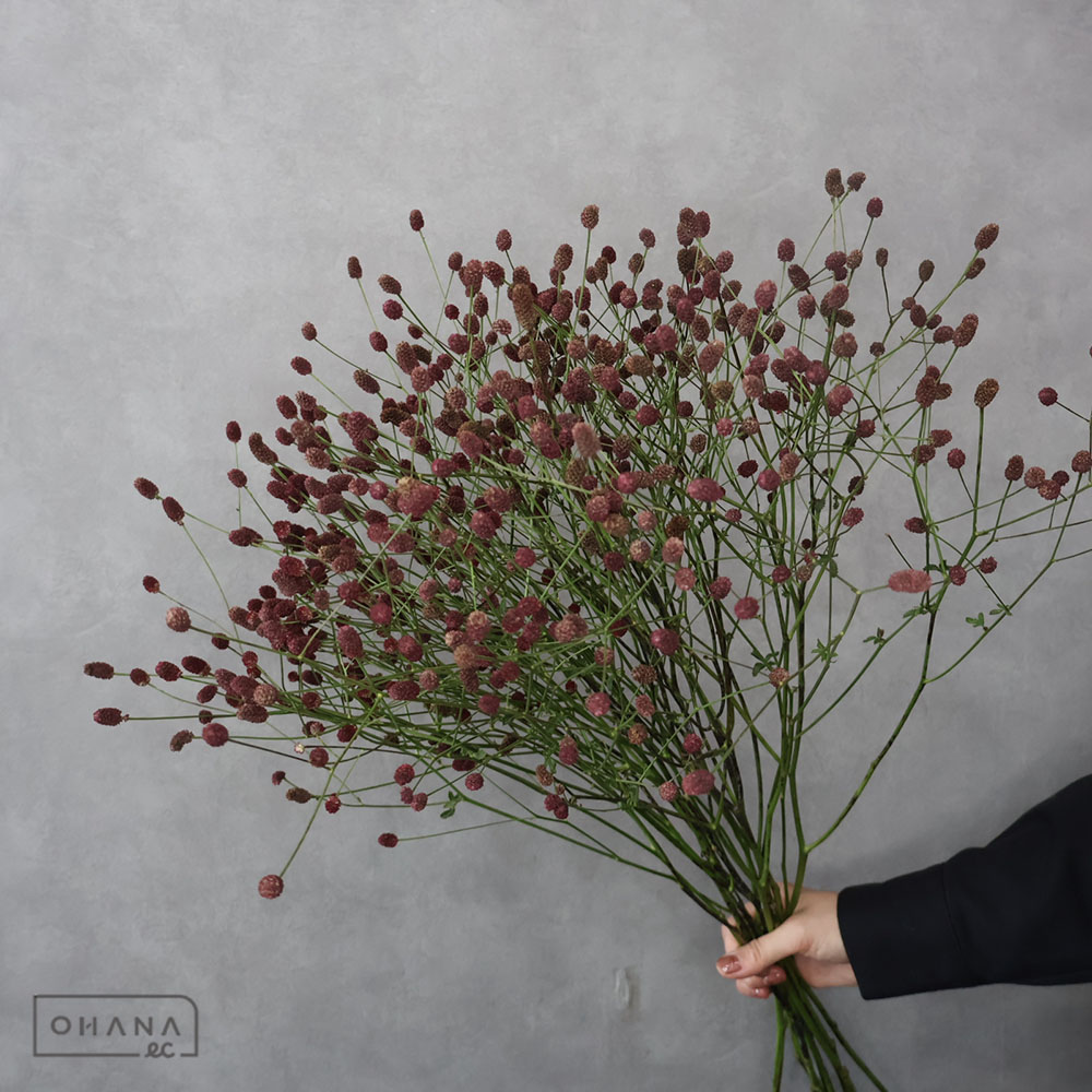 ワレモコウ　75cm※枝部分茶色