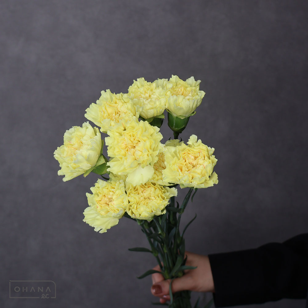 カーネ黄　エルメス　 70cm