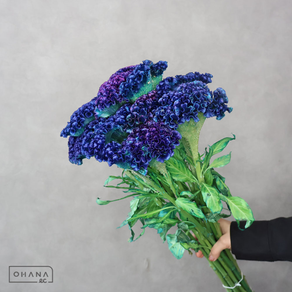 ケイトウ　セッカ　染ディープＰＵ　 70cm