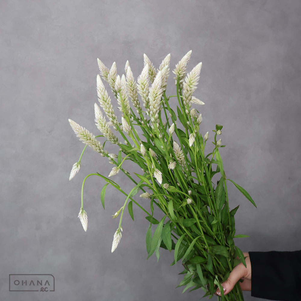 ケイトウ　セロシア　チロル　秀 70cm