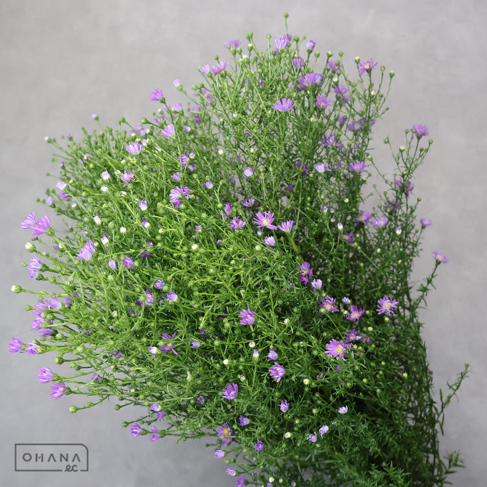 孔雀アスター　ブル－マジック　３Ｌ 75cm