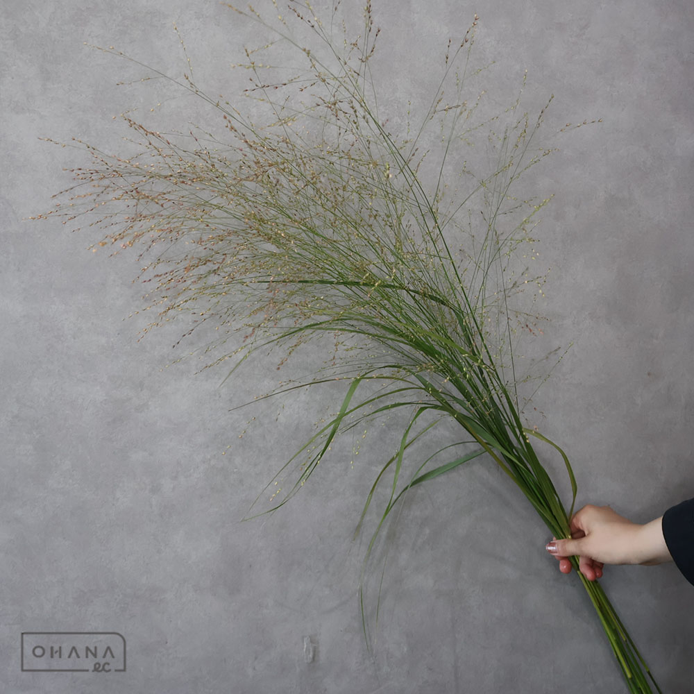 グラス　パニカム　秀75CM