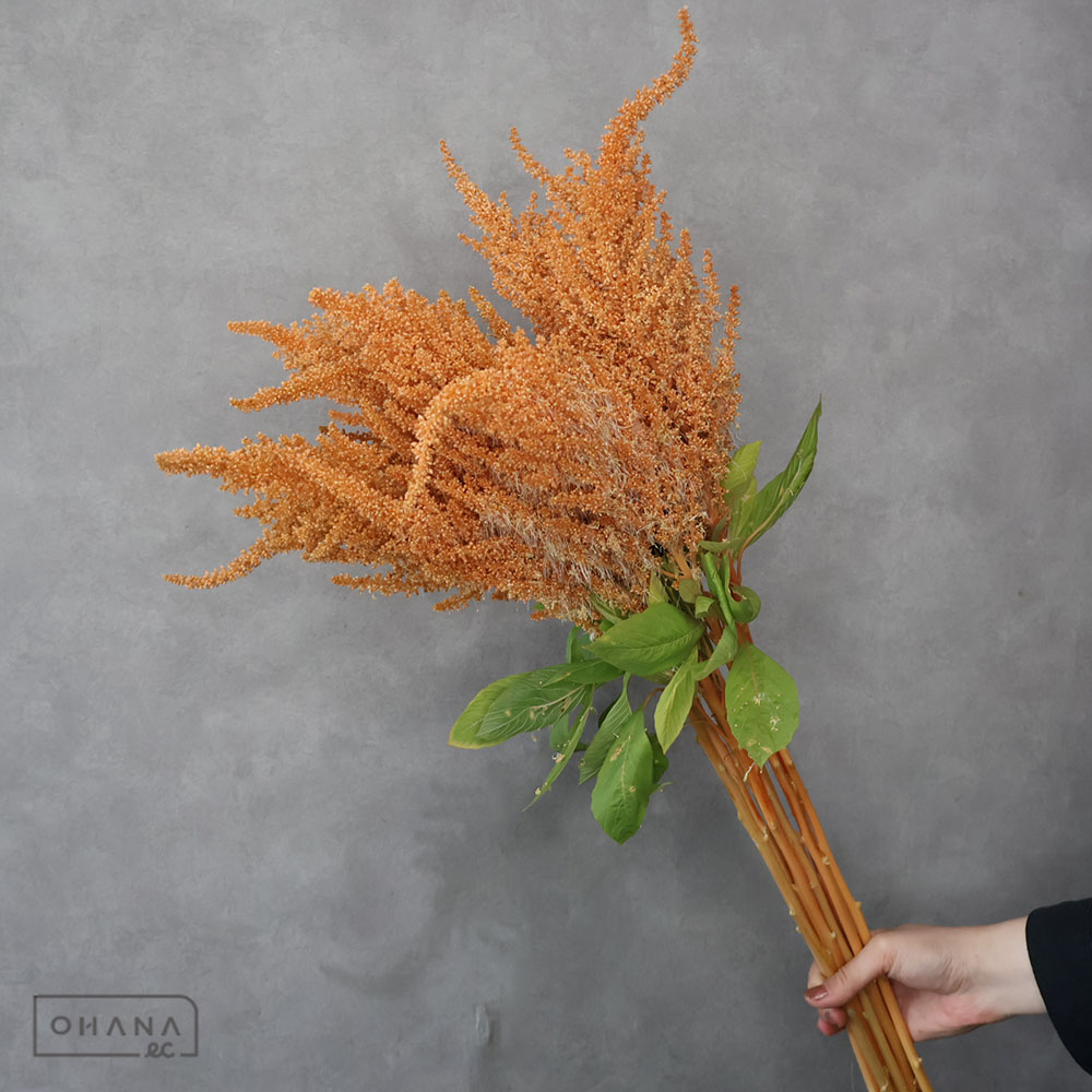 アマランサス　ホットビスケット　80CM