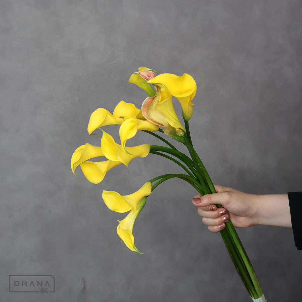 カラー　アカプルコゴールド　Ａ50CM