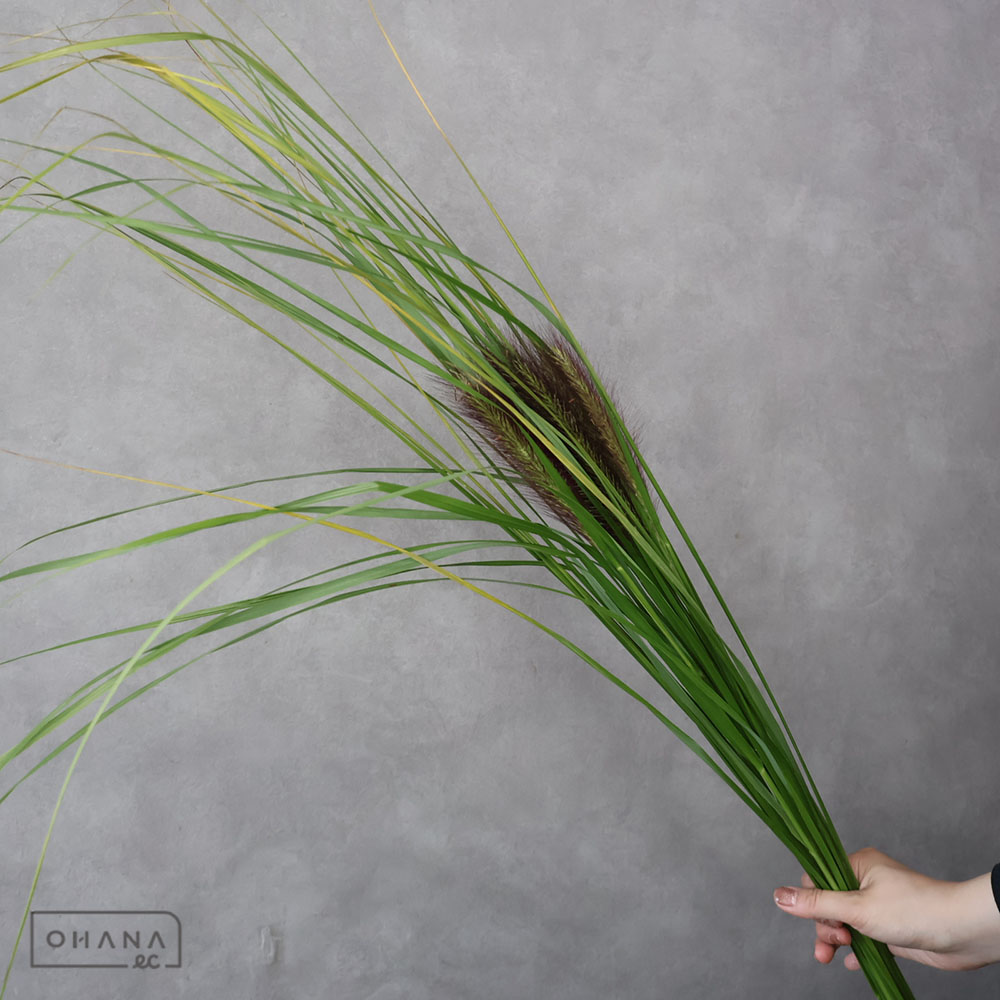 グラス　チカラシバ　秀70CM