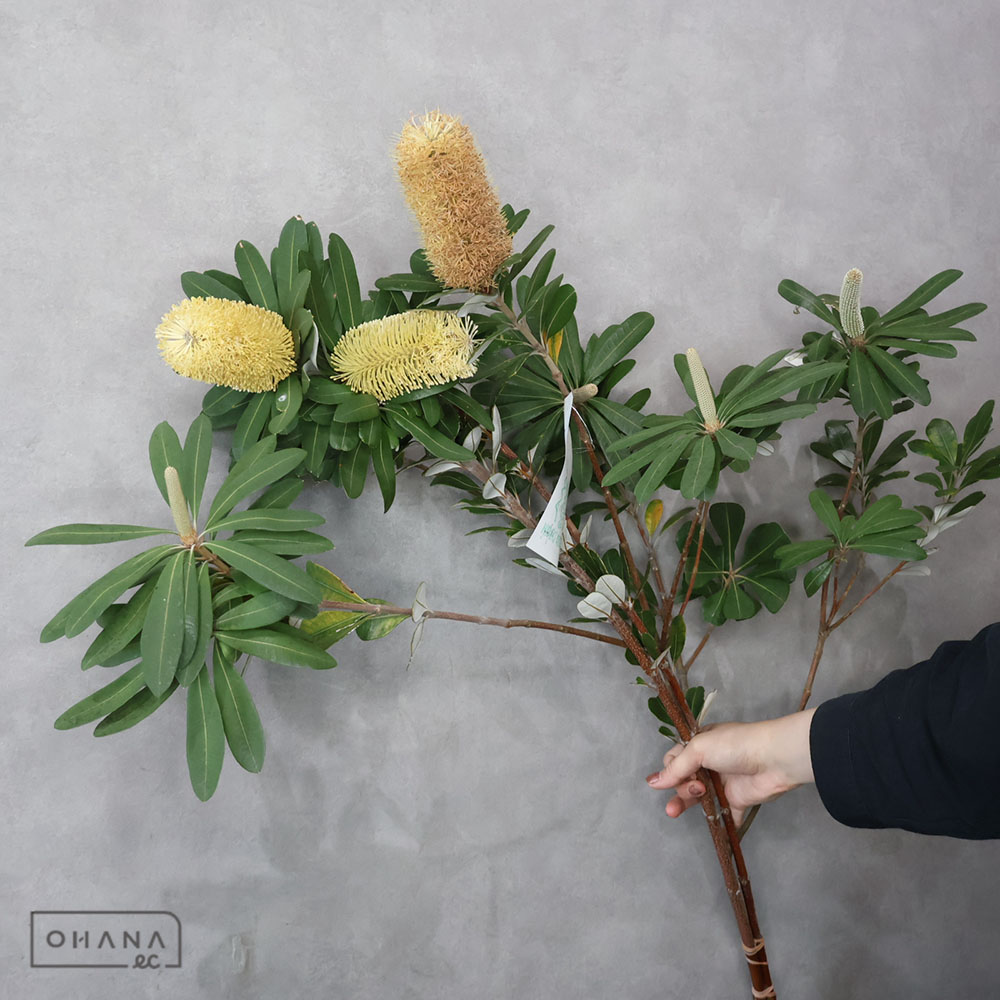バンクシア　コースト　75CM