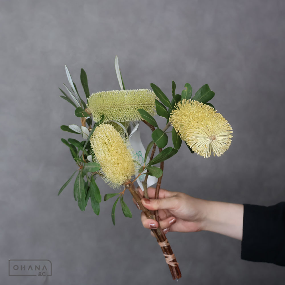 バンクシア　コースト　30CM