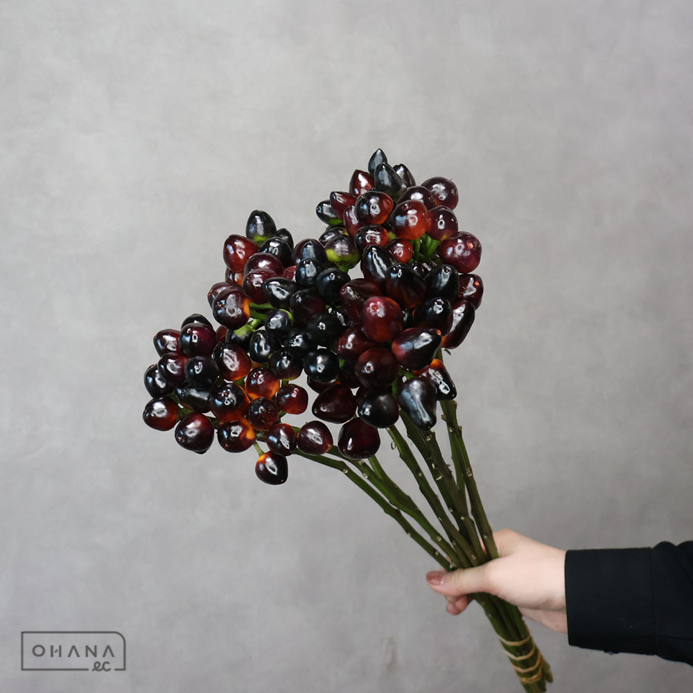 トウガラシ　コニカルブラック 秀 50cm