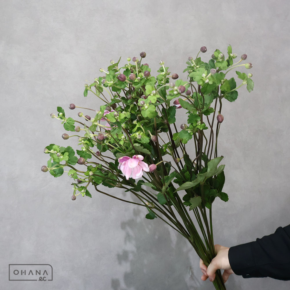 秋明菊　ピンク  75cm