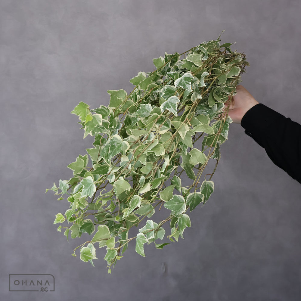 アイビー斑入　ホワイトワンダー　 60cm 小葉