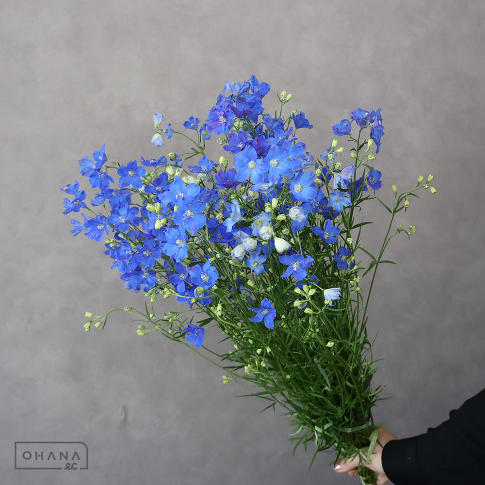 デルフィシネンシス青　スーパーグランブルー　秀 60cm