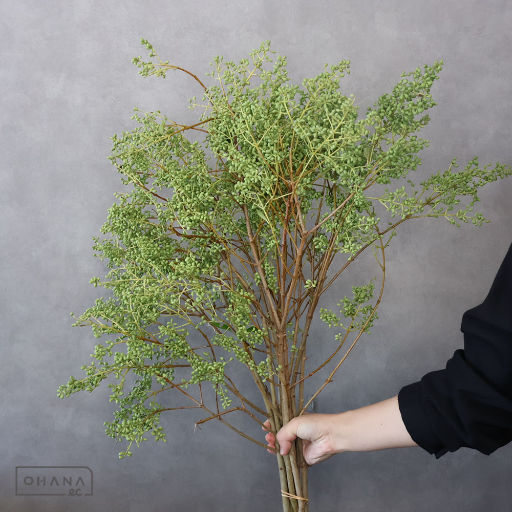 イボタ ネズミモチ　70CM※写真は10本束