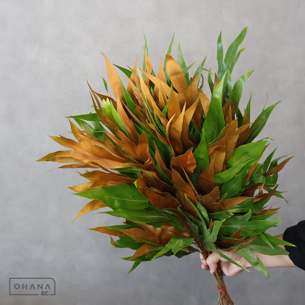 グレビレアゴールド　60CM※ボリュームあり
