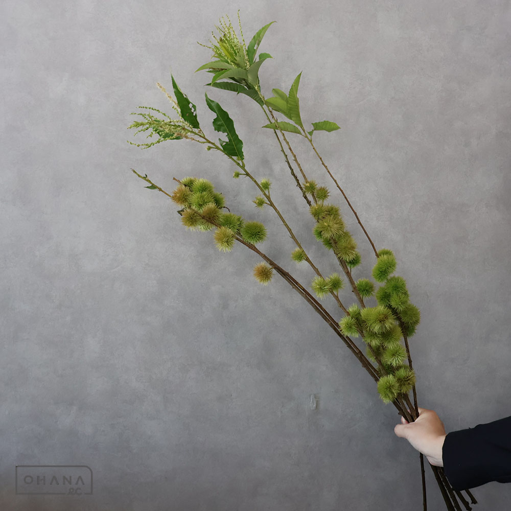 クリ スジグリ　75-60CM