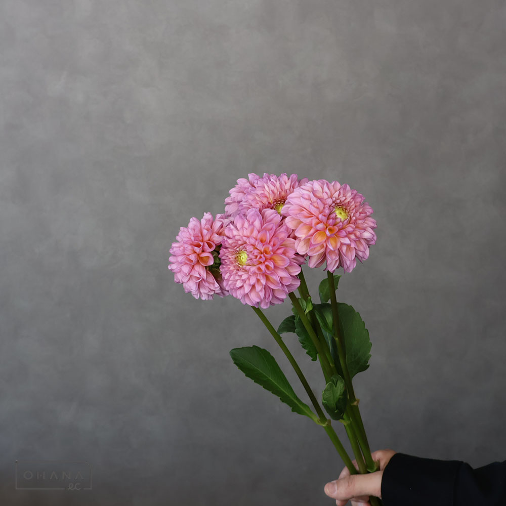 ダリア 幸せの花嫁　秀60CM