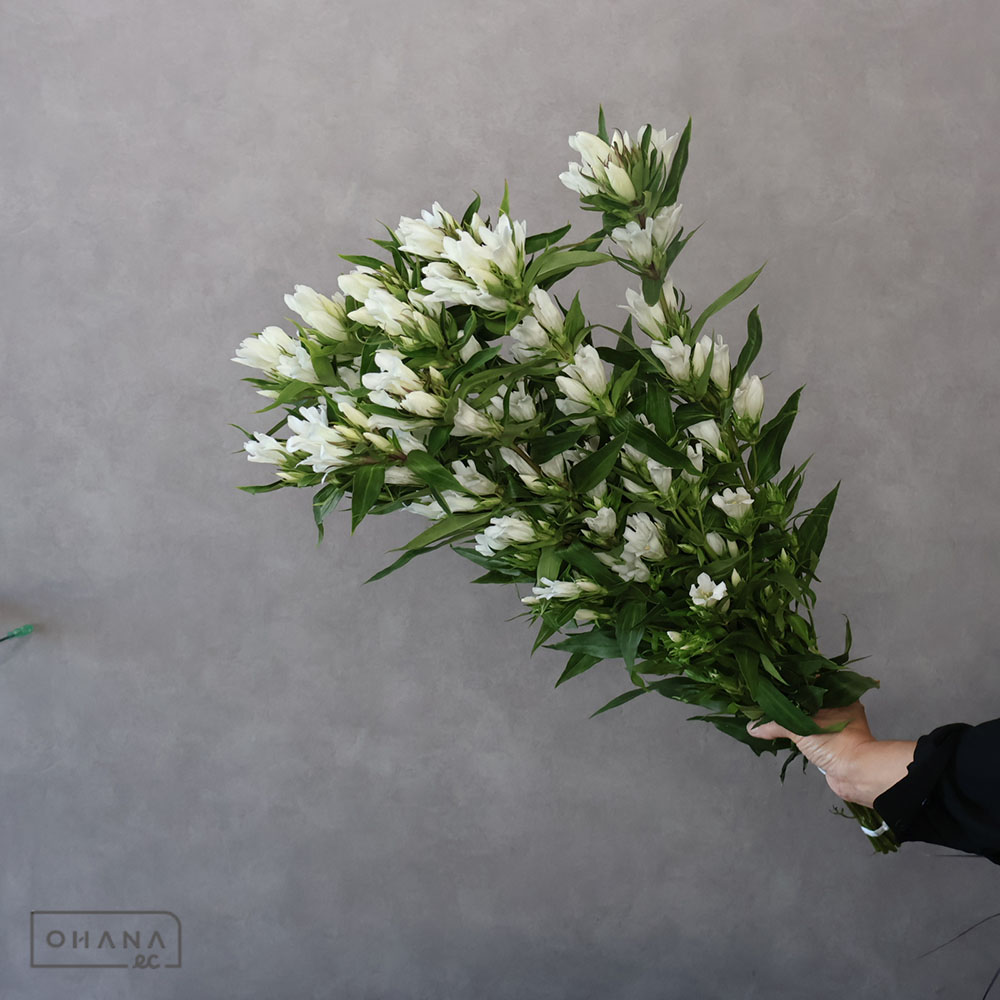 リンドウ白　ホワイトハイジ　秀 75cm