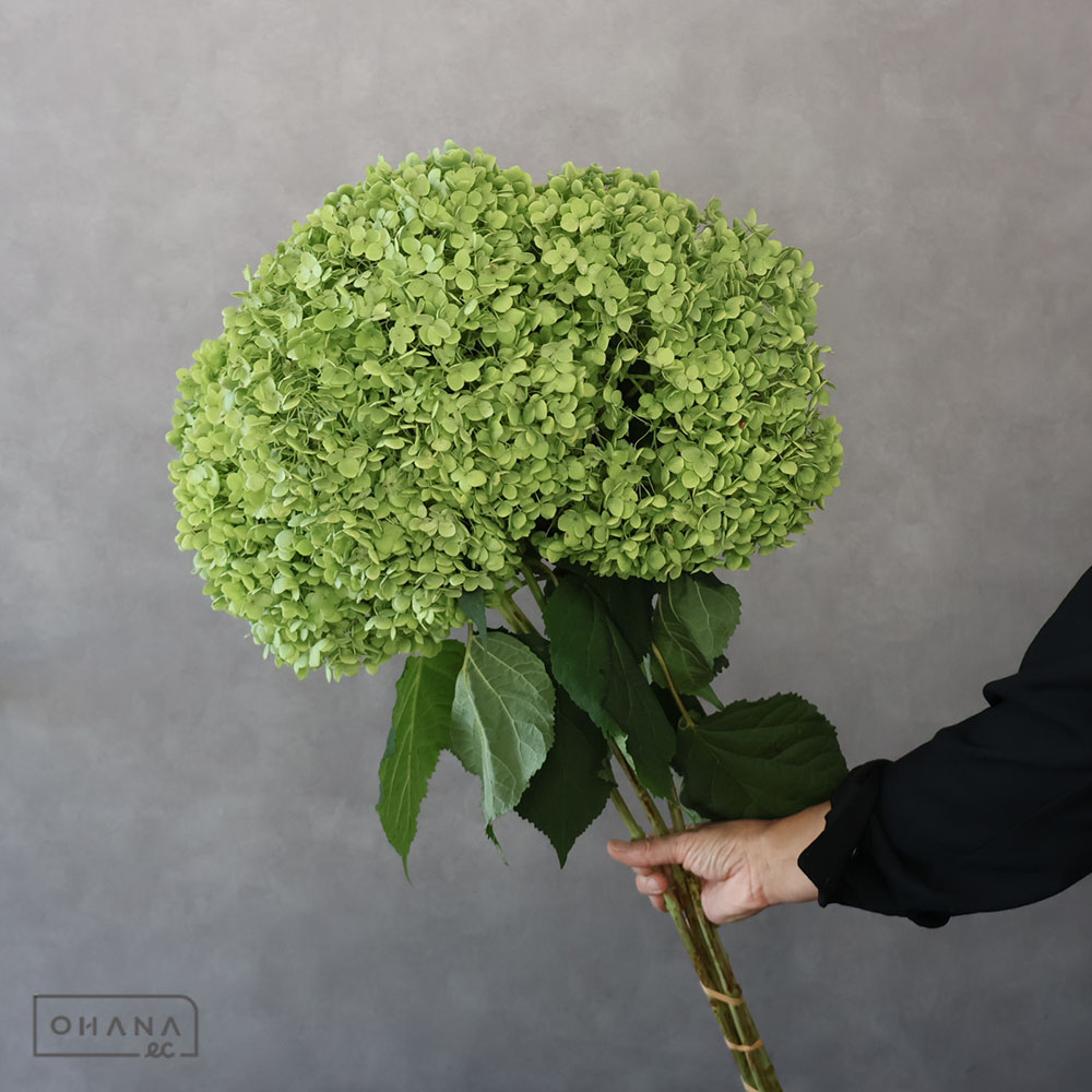 アジサイ　アナベル　グリーン　花２５ｃｍ　2L 75cm