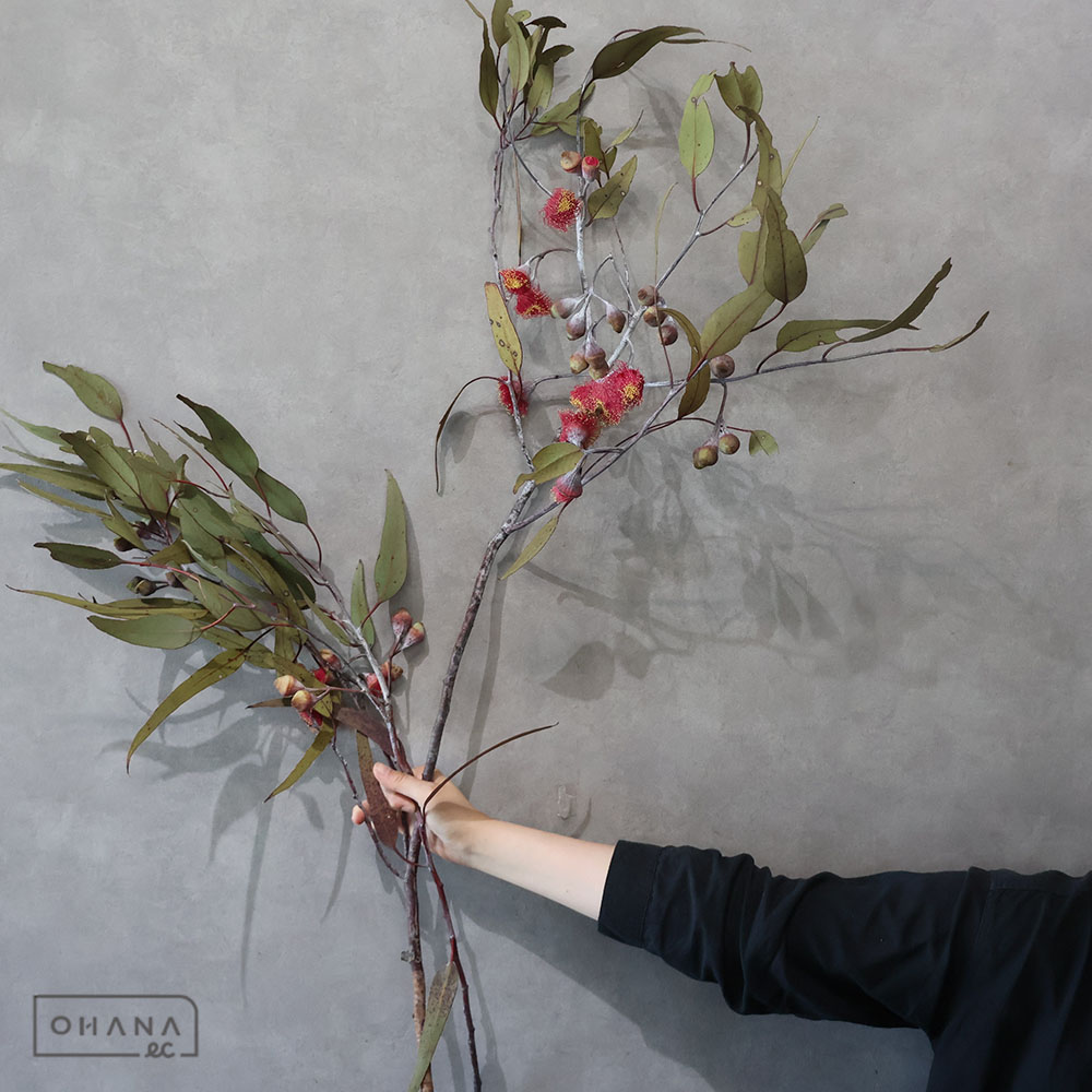 【SALE】ユーカリ　シルバープリンセス １束＝大小2本入　60cm　※クレーム対象外
