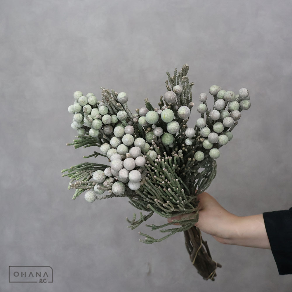 【SALE】シルバーブルニア 50cm　※クレーム対象外