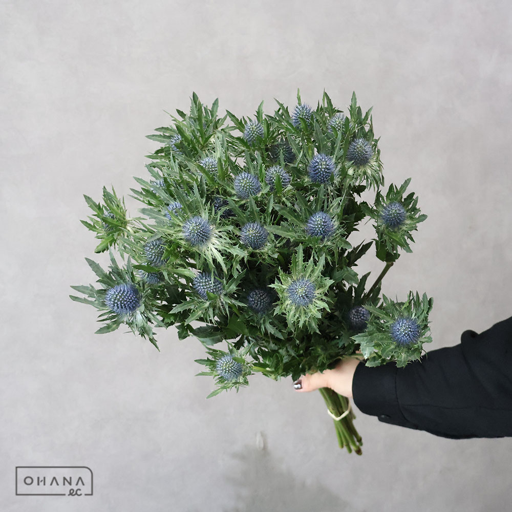 お花の仕入れならOHANAec