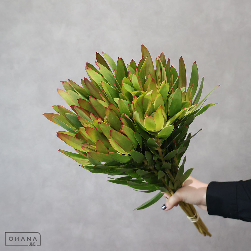 30本　リューカデンドロン　アヨバアフリカンスカイ 生花】リューカデンドロ アフリカンスカイ 50cm【OR-83】※月曜