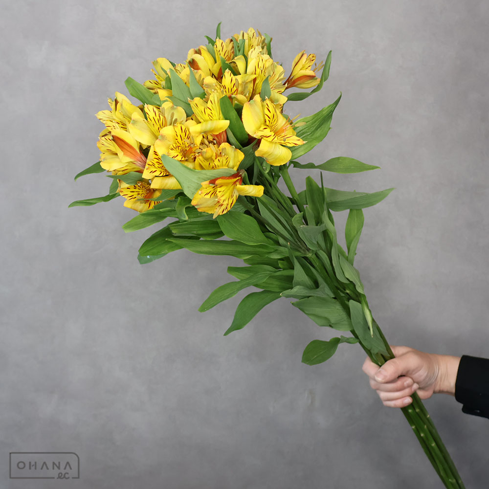 キーワード「その他の切花」での検索結果 | お花の仕入れならOHANAec