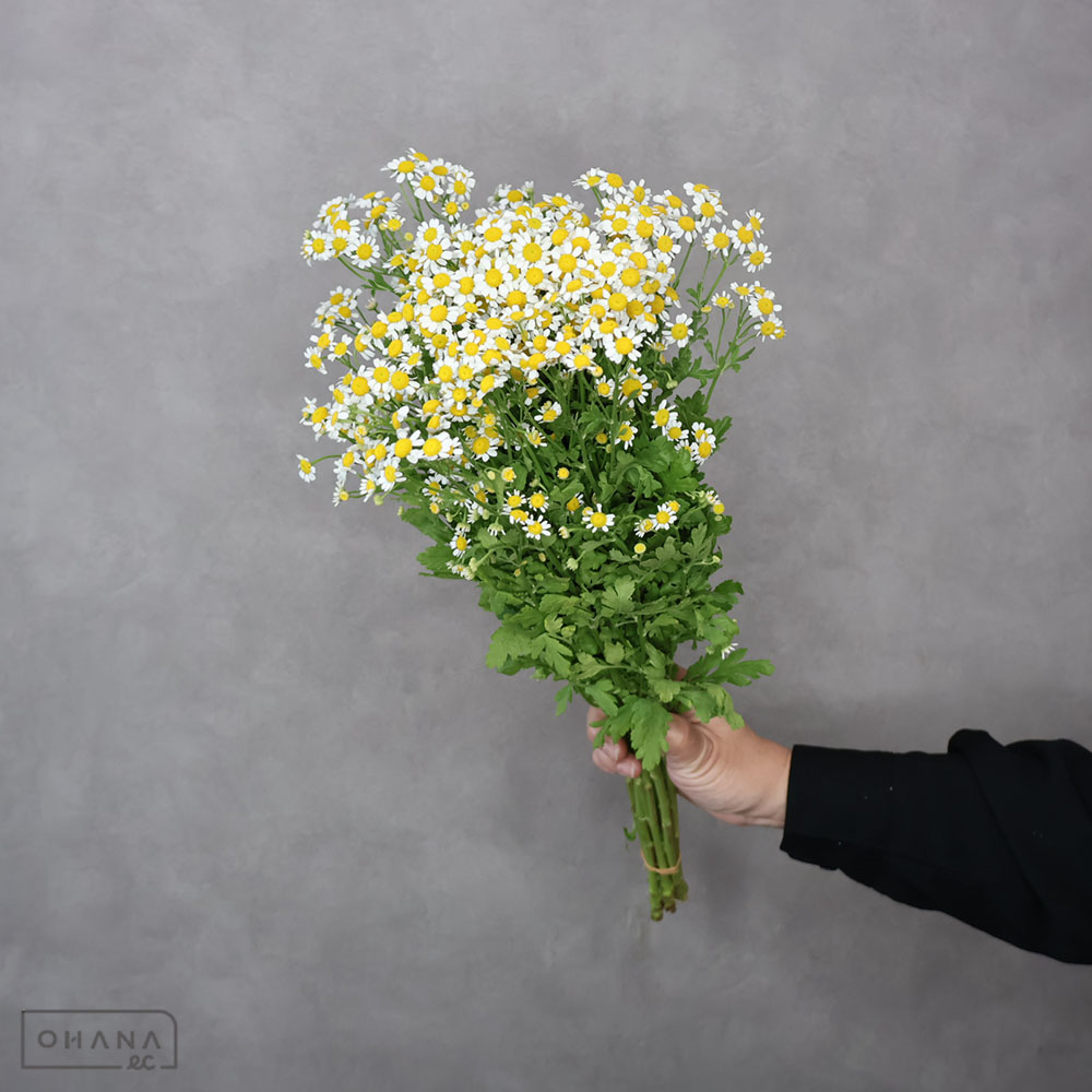 キーワード「その他の切花」での検索結果 | お花の仕入れならOHANAec