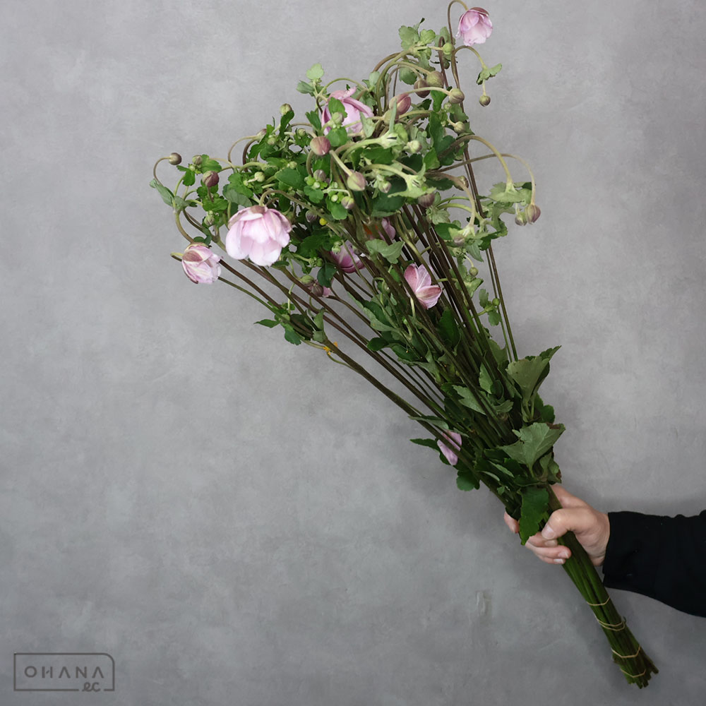 無地黄色2本 ・花柄　青　赤　緑　白　ピンク 生地 Flownny2 60ローンプリント 花柄(11) | 手芸センター