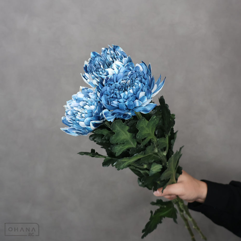 ドライフラワー | お花の仕入れならOHANAec