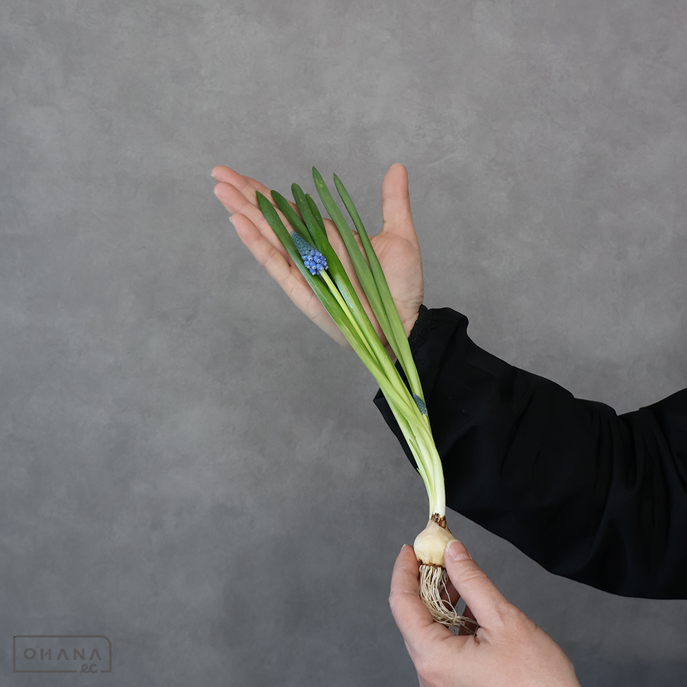 ムスカリ　ビッグスマイル 秀 球根付