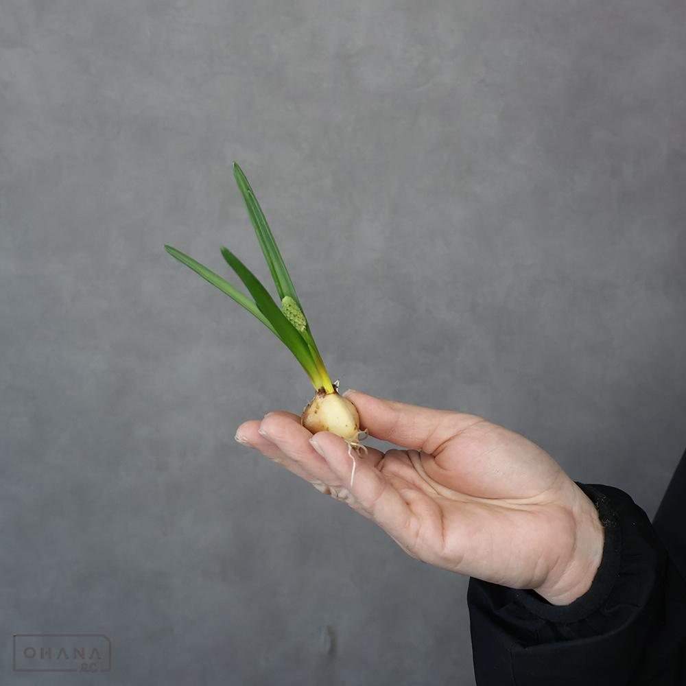 ムスカリ　ホワイトマジック 秀 球根付