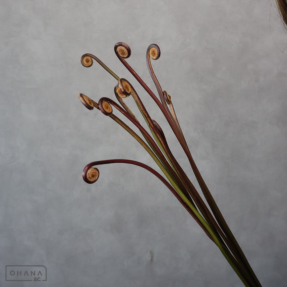 【SALE】ヒメゼンマイ 70-60cm　※クレーム対象外