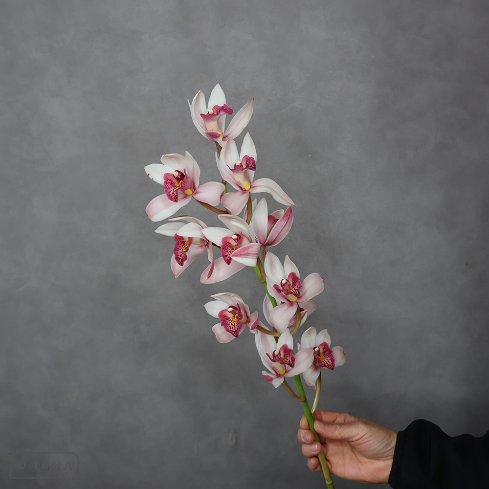 シンビジューム　クィーン　60cm