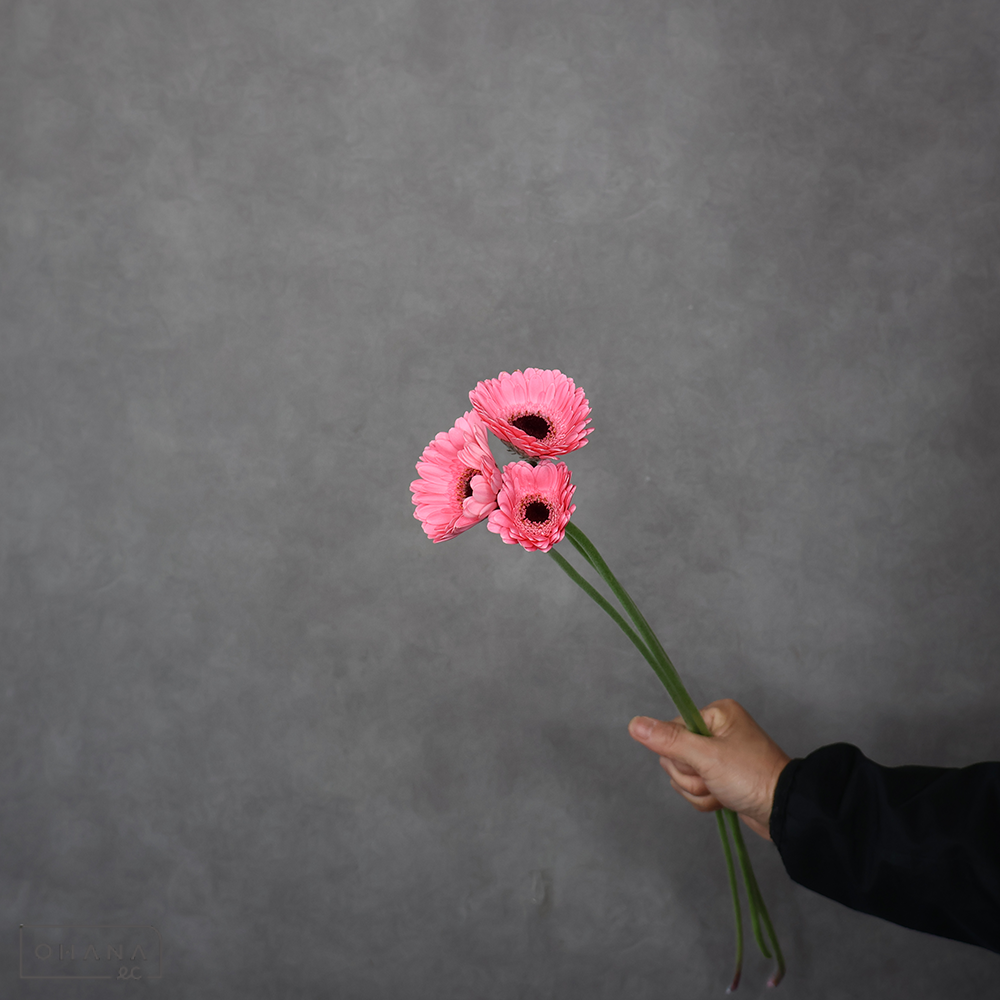 ガーベラ　ハピネス