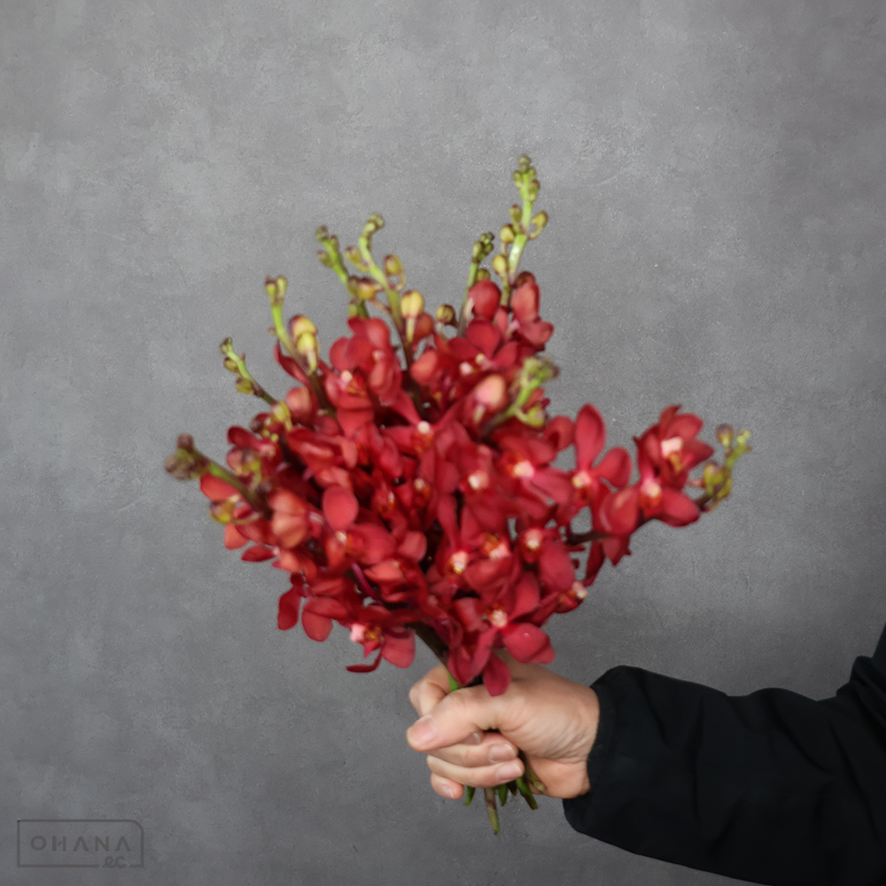 バンダ　ルビーレッド　Ｍ