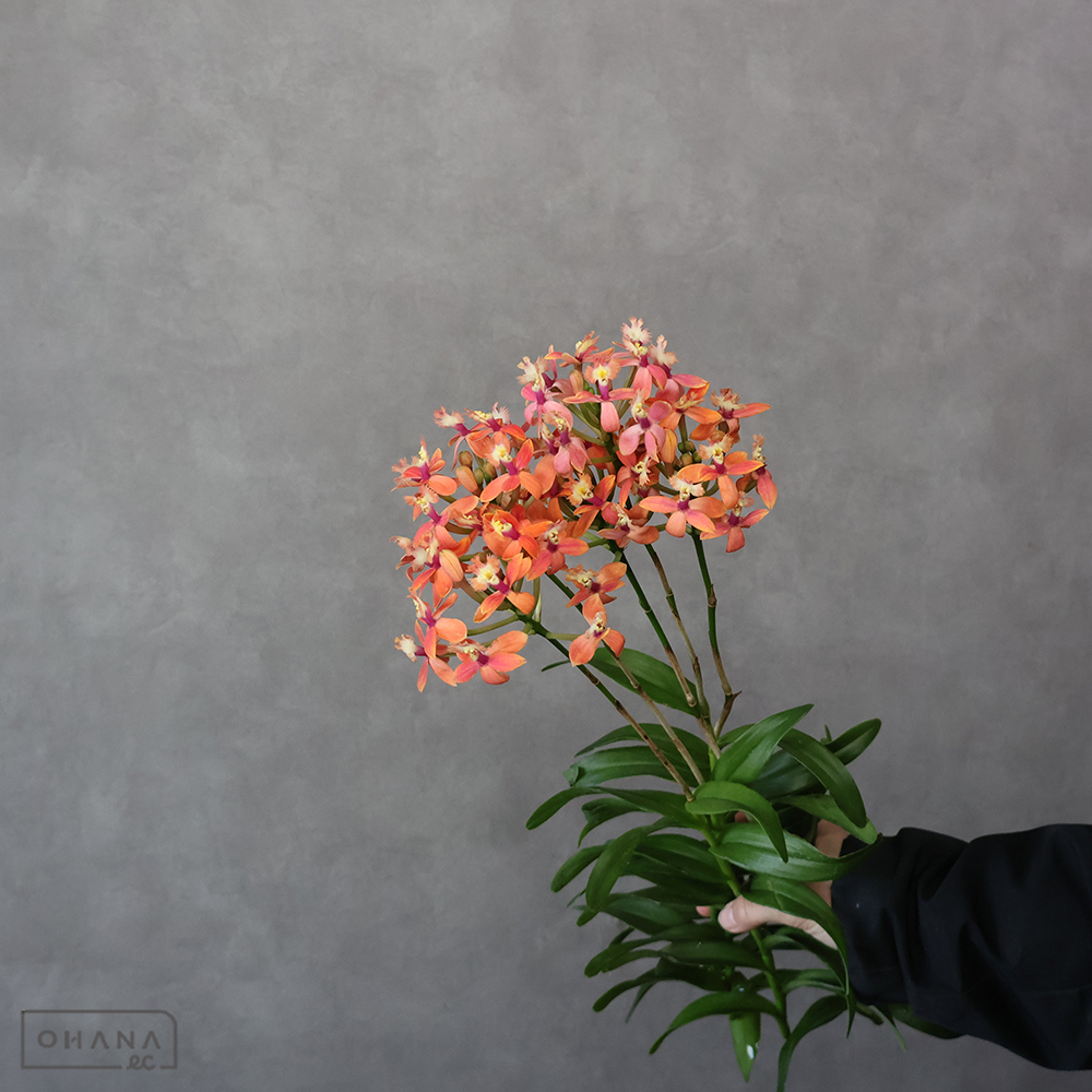 エピデンドラム　オレンジピンク ※3本束　A 50cm