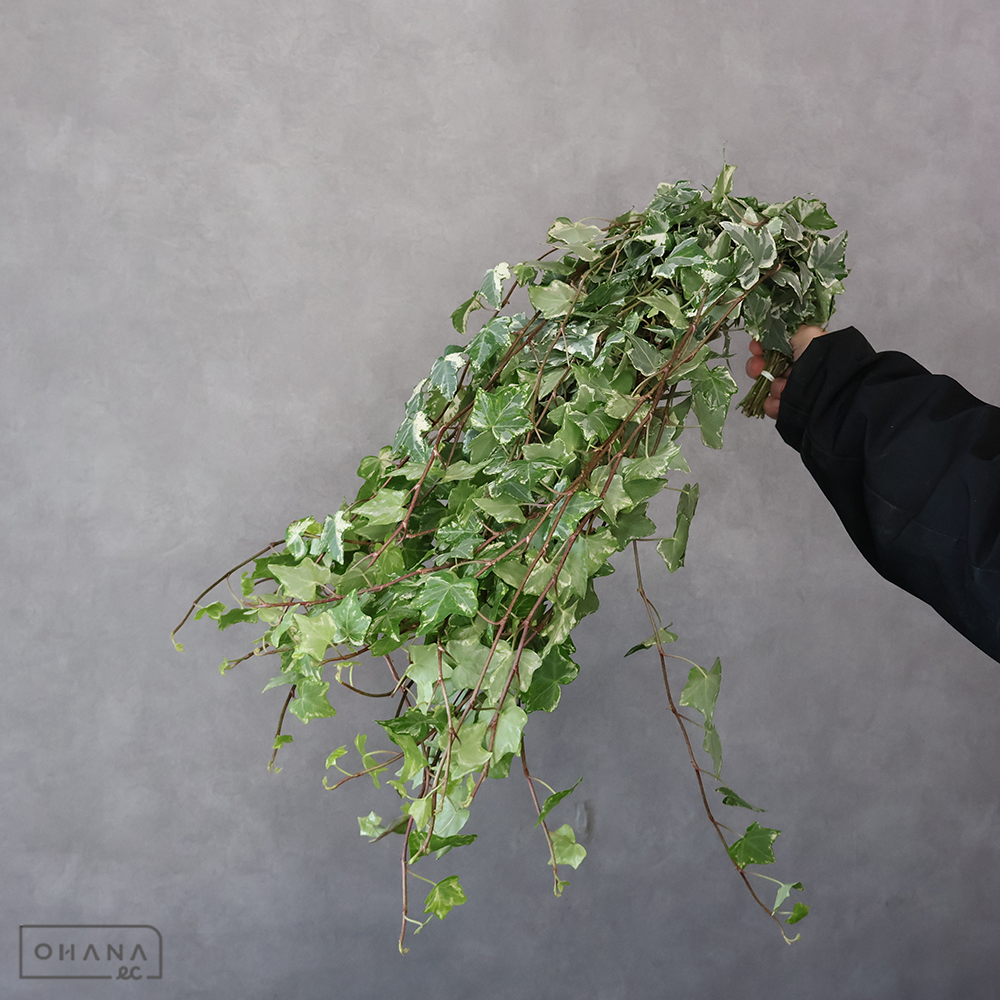 【SALE】アイビー斑入　ハーレキン　小 60cm　※クレーム対象外