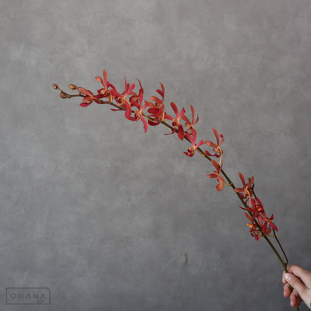 バンダアランセラアランダ　ジェイムスストーリーレッド　 75cm ※5本束